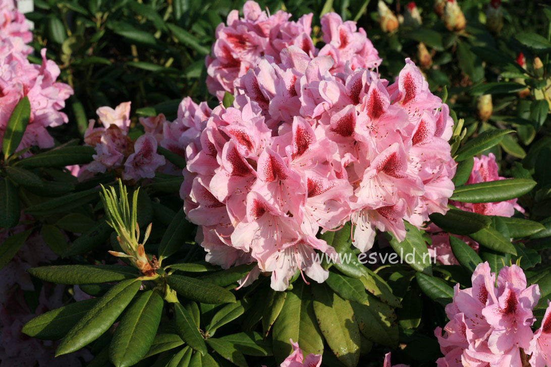 Rhododendron 'Cosmopolitan'