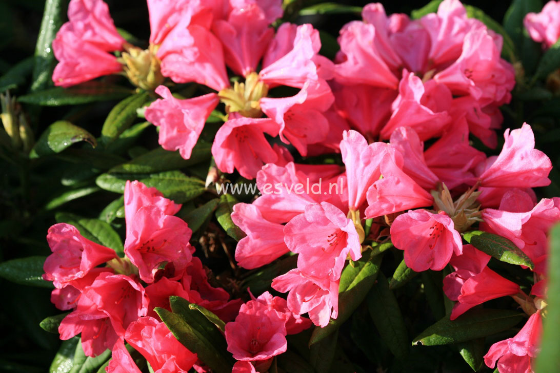Rhododendron 'Nathalie'