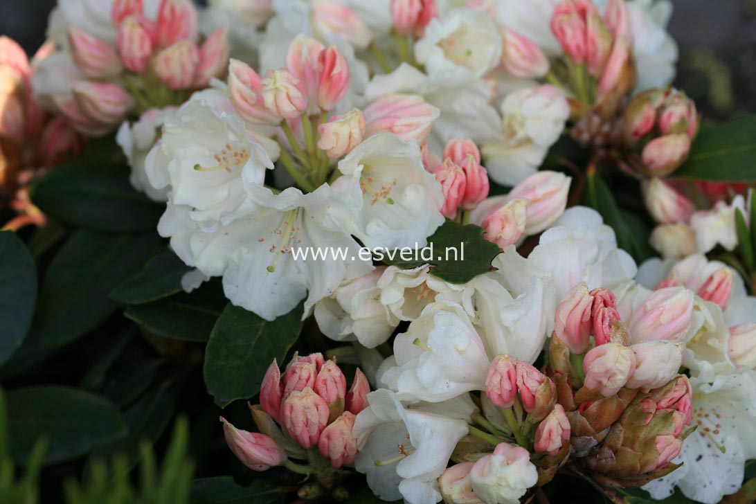 Rhododendron 'Bob Bovee'