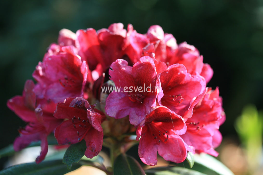 Rhododendron 'Black Sport'