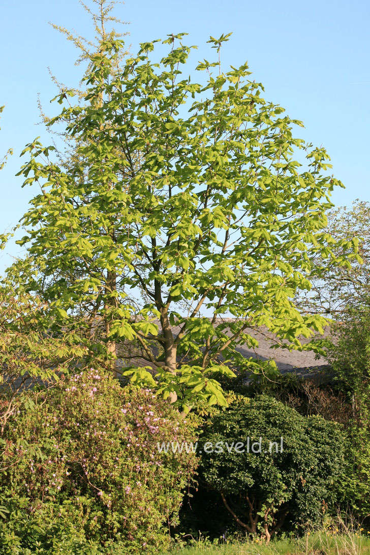 Magnolia tripetala