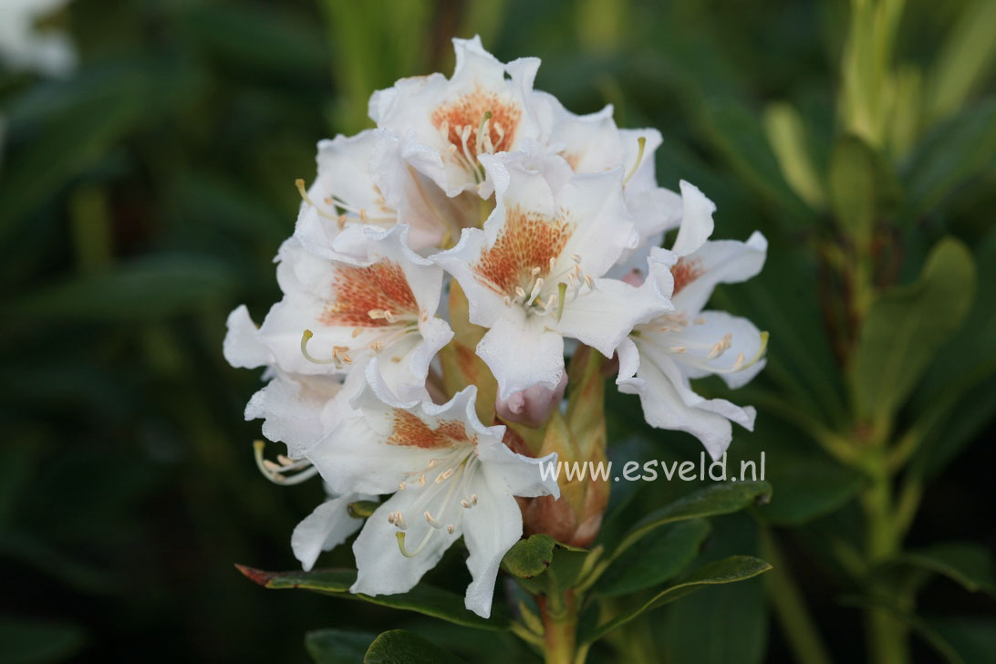 Rhododendron 'Cunningham's White'