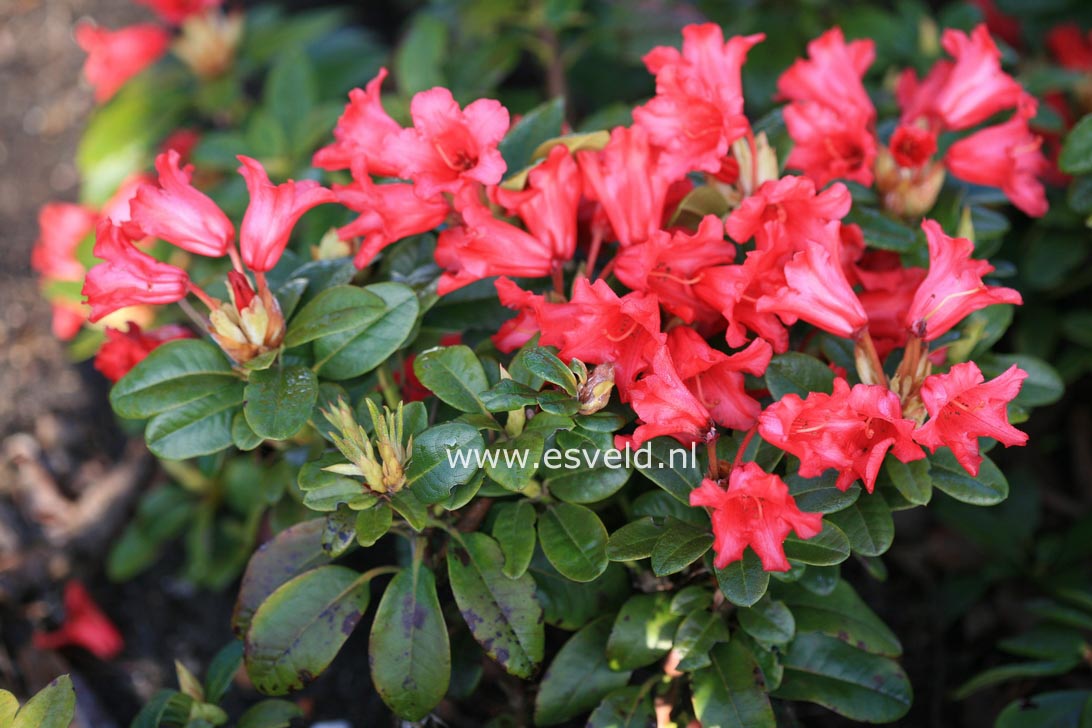 Rhododendron 'Bengal'