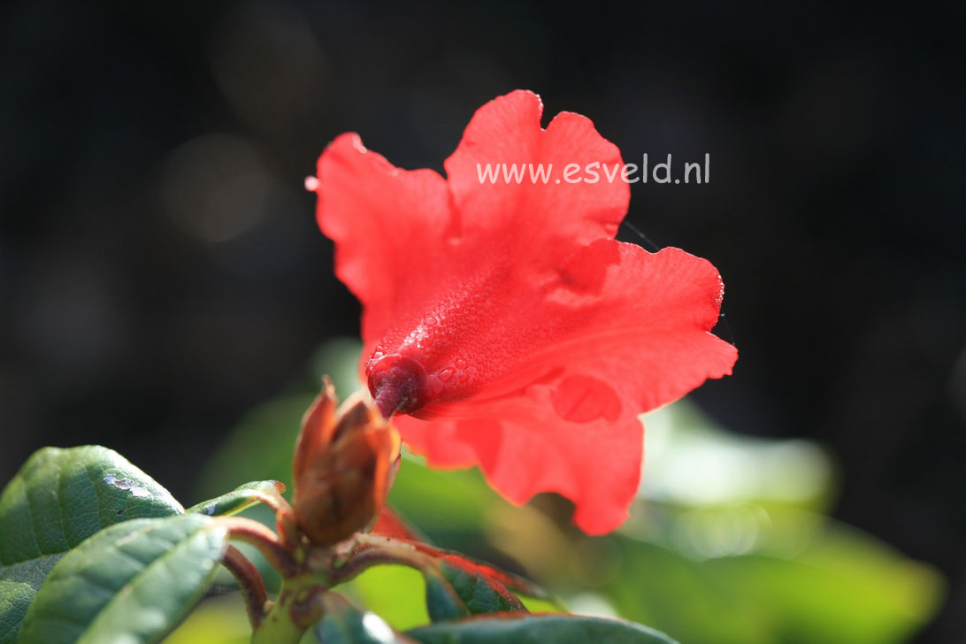 Rhododendron 'Elizabeth'