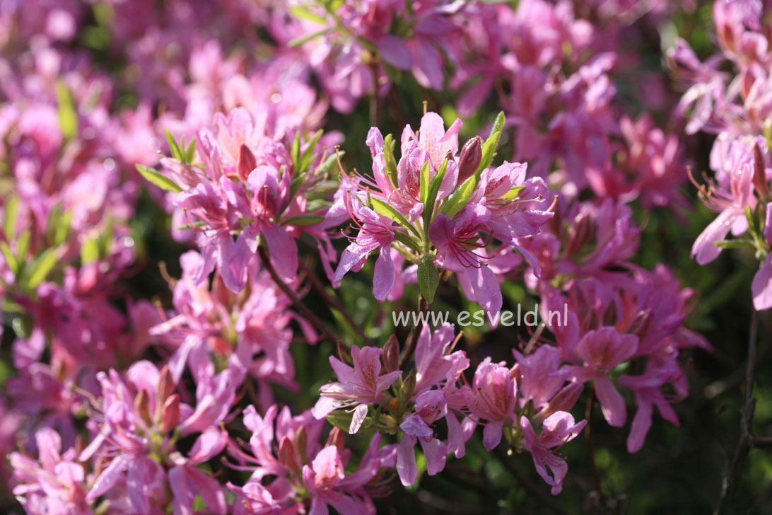 Rhododendron 'Fraseri'