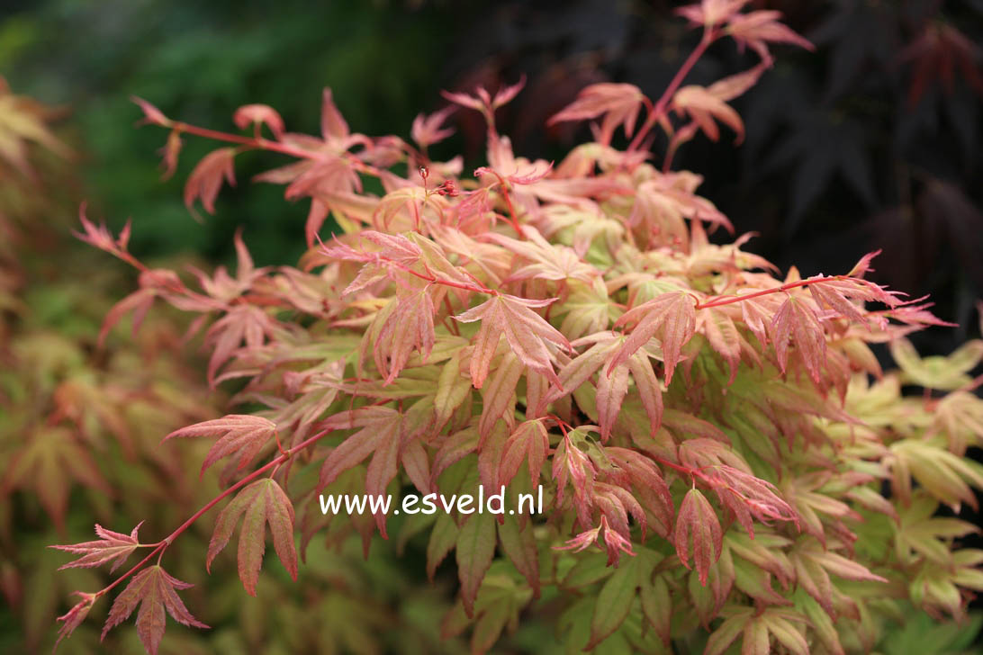 Acer palmatum 'Kawahara Rose'