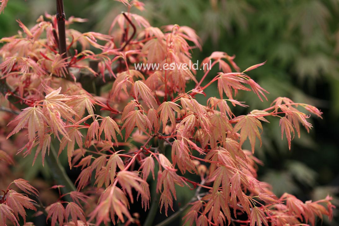 Acer palmatum 'Seigen'