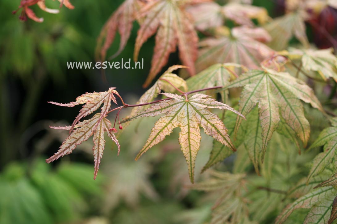 Acer palmatum 'Reticulatum Como'