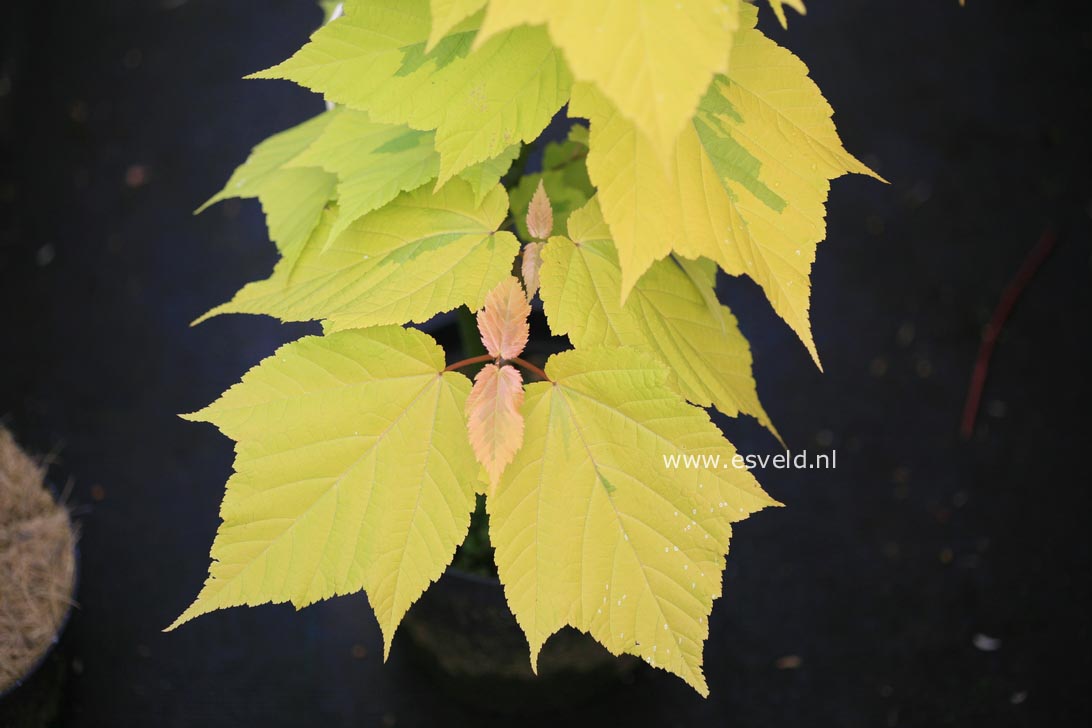 Acer rufinerve 'Sunshine'