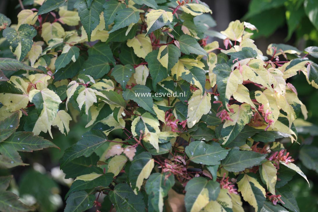 Acer crataegifolium 'Me uri no ohfu'