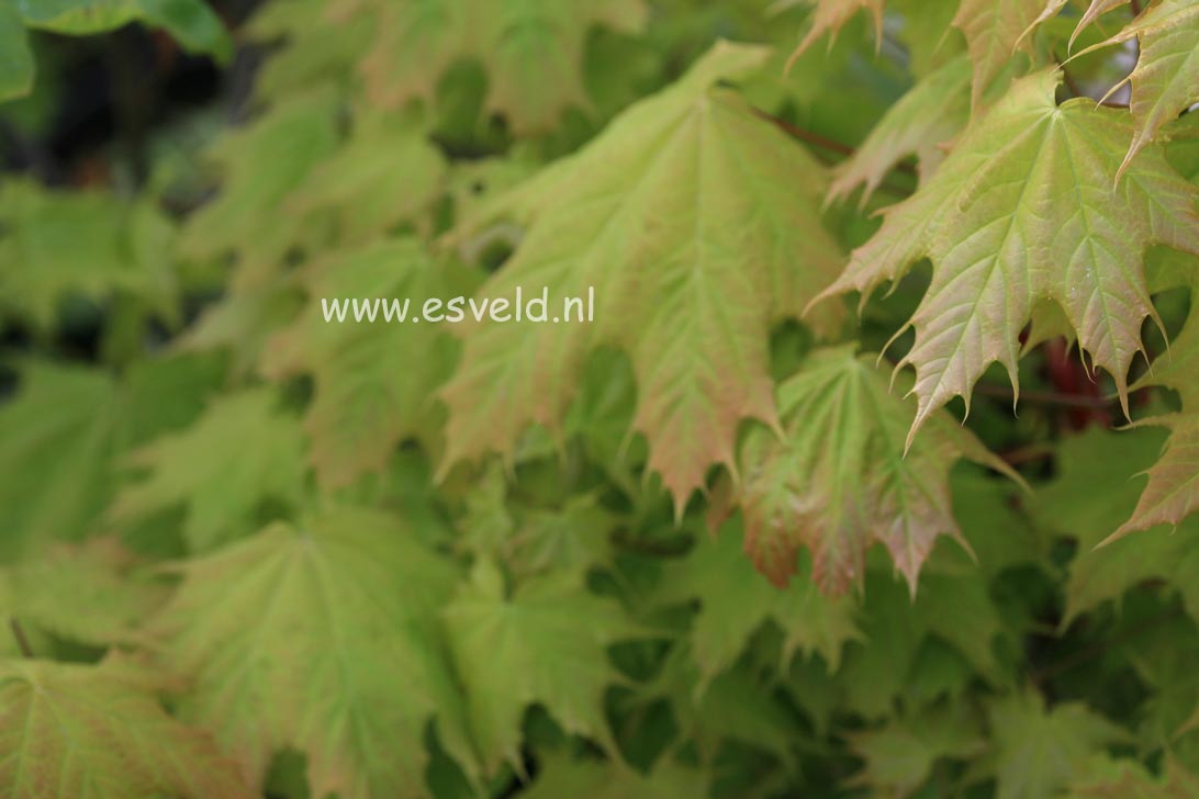 Acer platanoides 'Golden Globe'