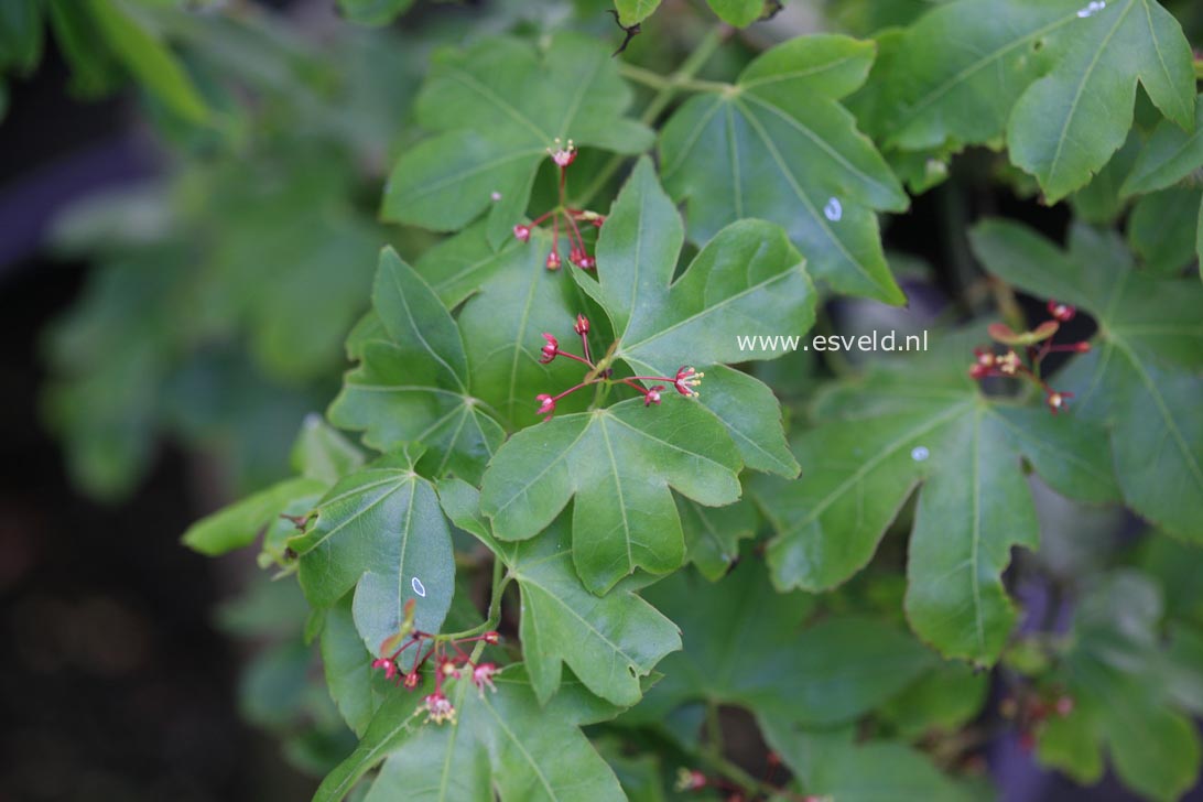 Acer pauciflorum