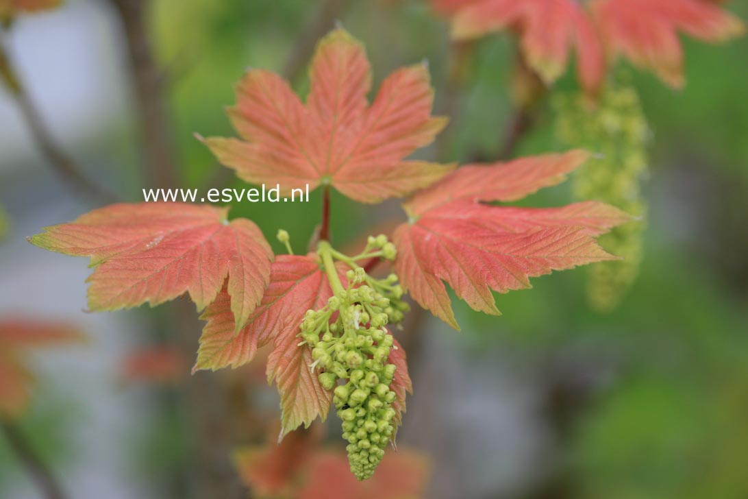 Acer pseudoplatanus 'Puget Pink'