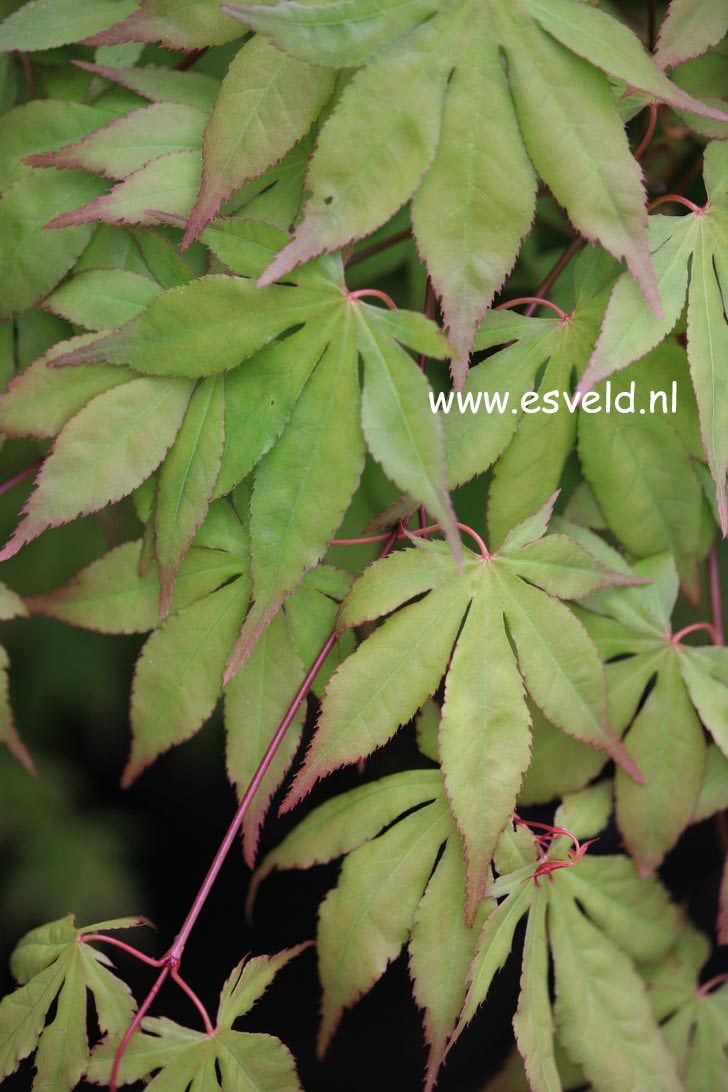 Acer palmatum 'Misty Moon'