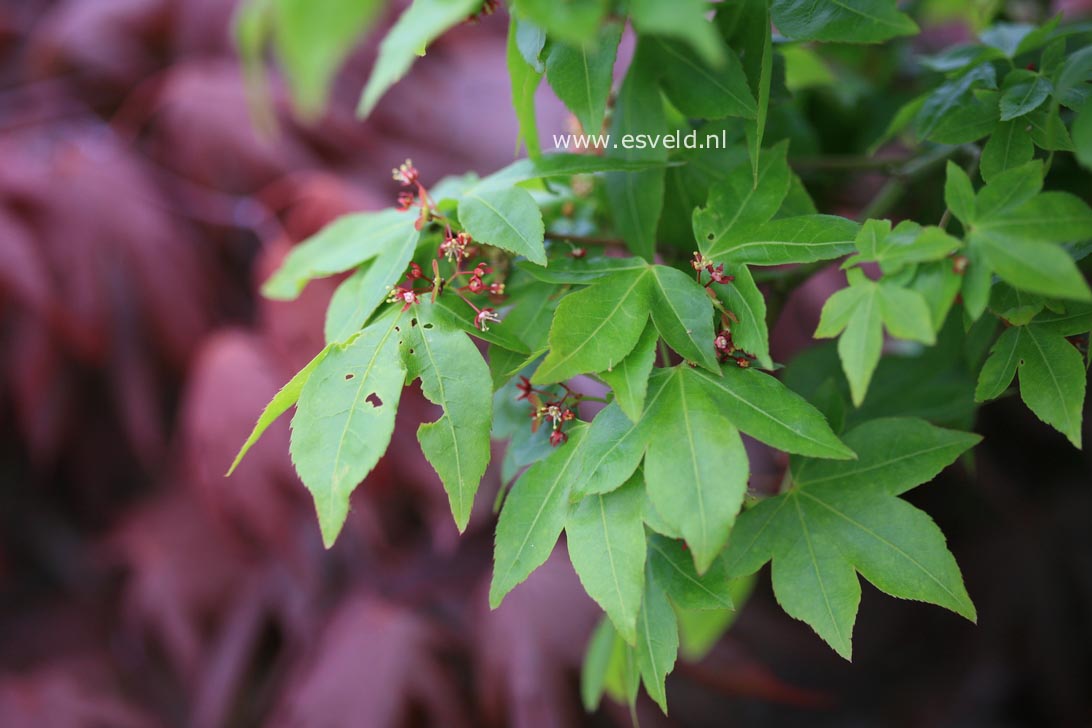 Acer pauciflorum