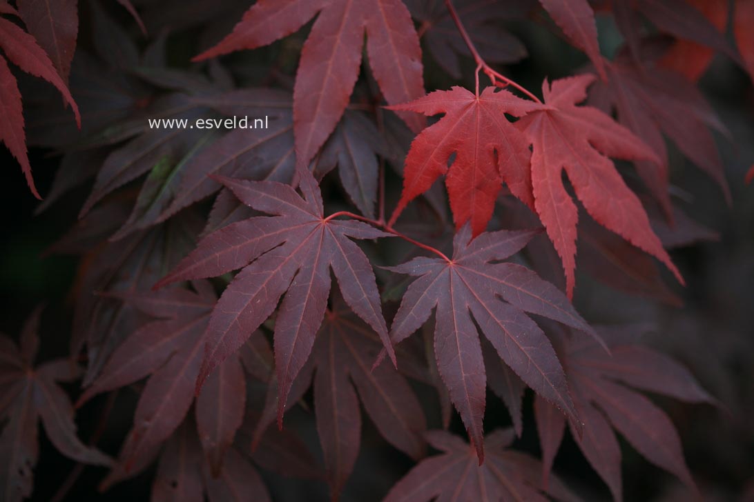 Acer palmatum 'Atropurpureum Wattez'