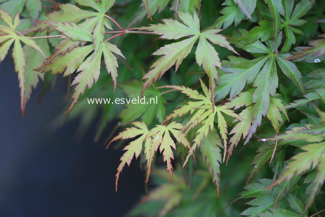 Acer palmatum 'Harusame'