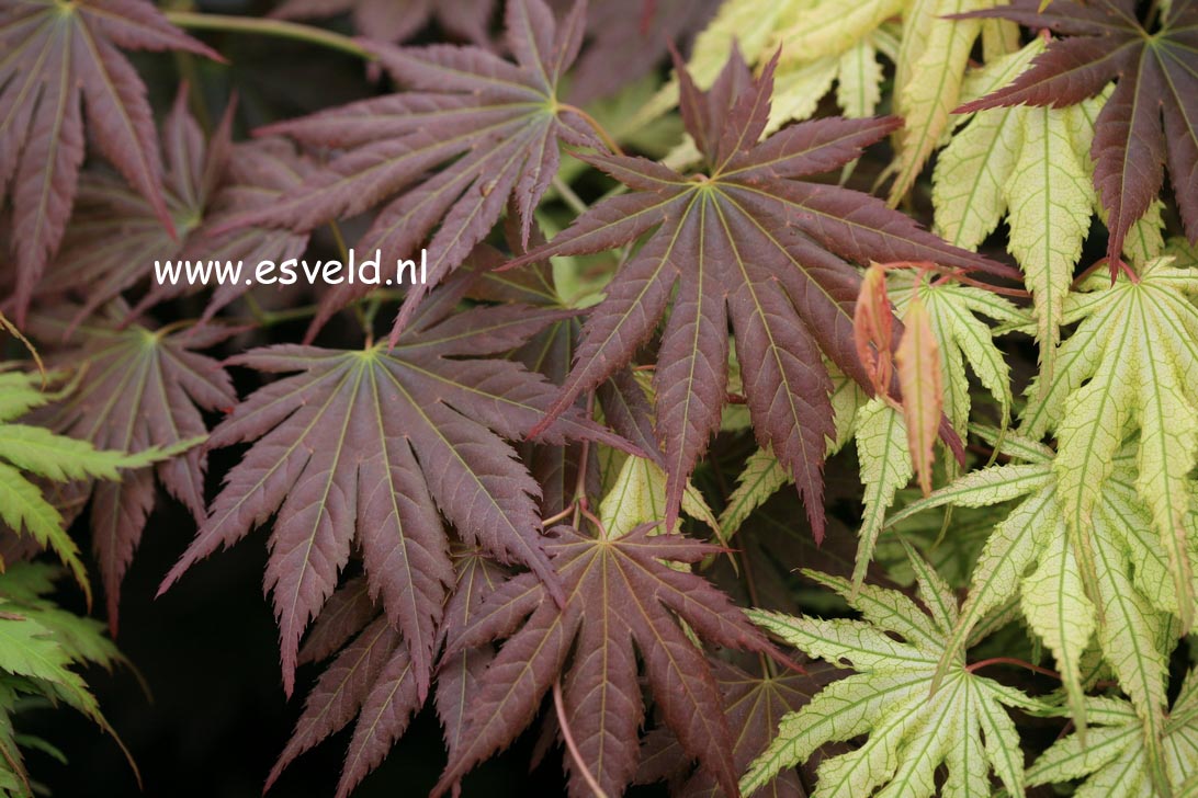 Acer palmatum 'Mirte'