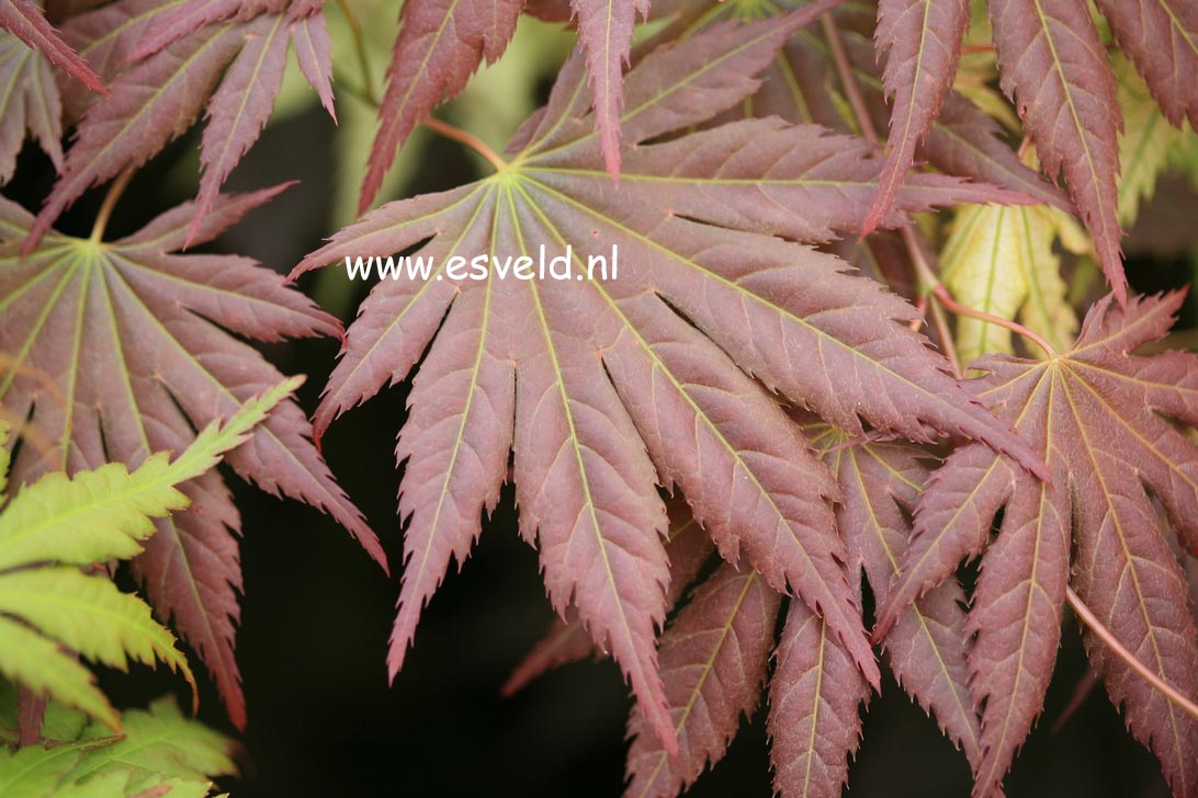 Acer palmatum 'Mirte'