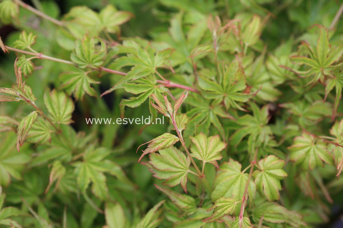 Acer palmatum 'Chiyo hime'