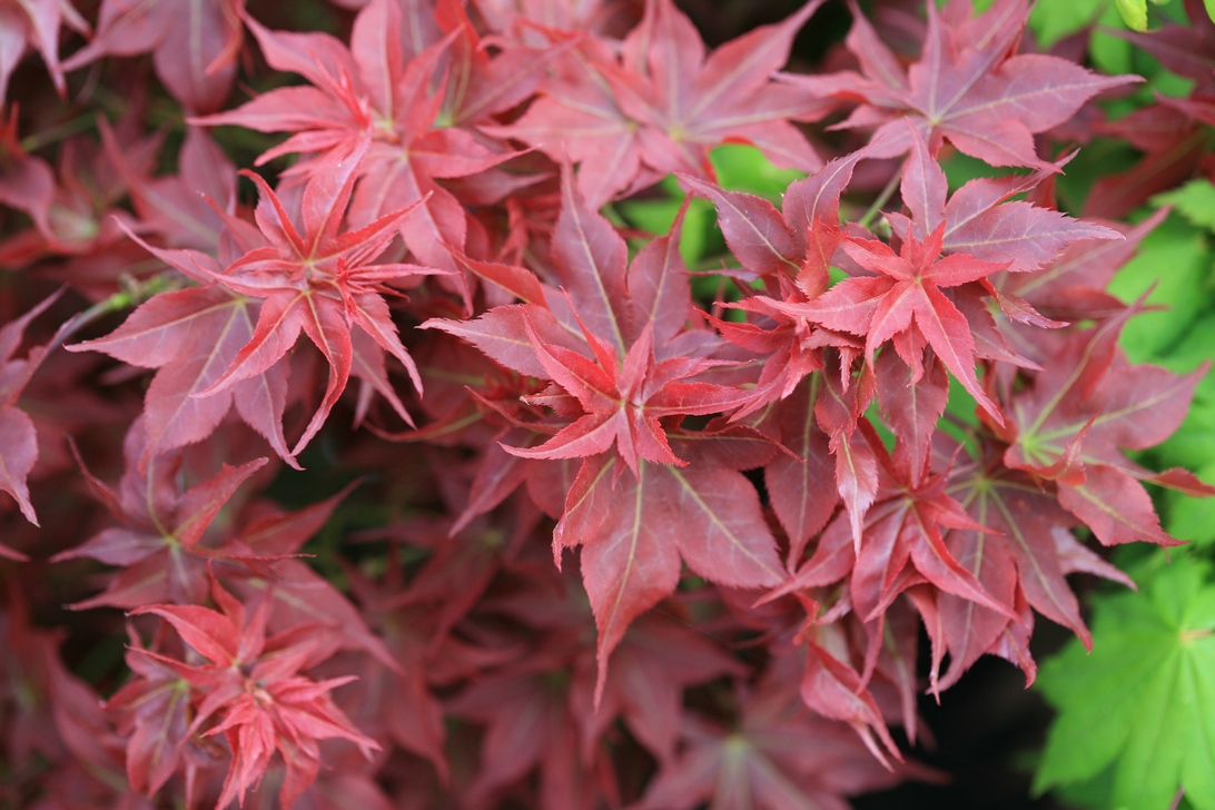 Acer palmatum 'Beni hoshi'