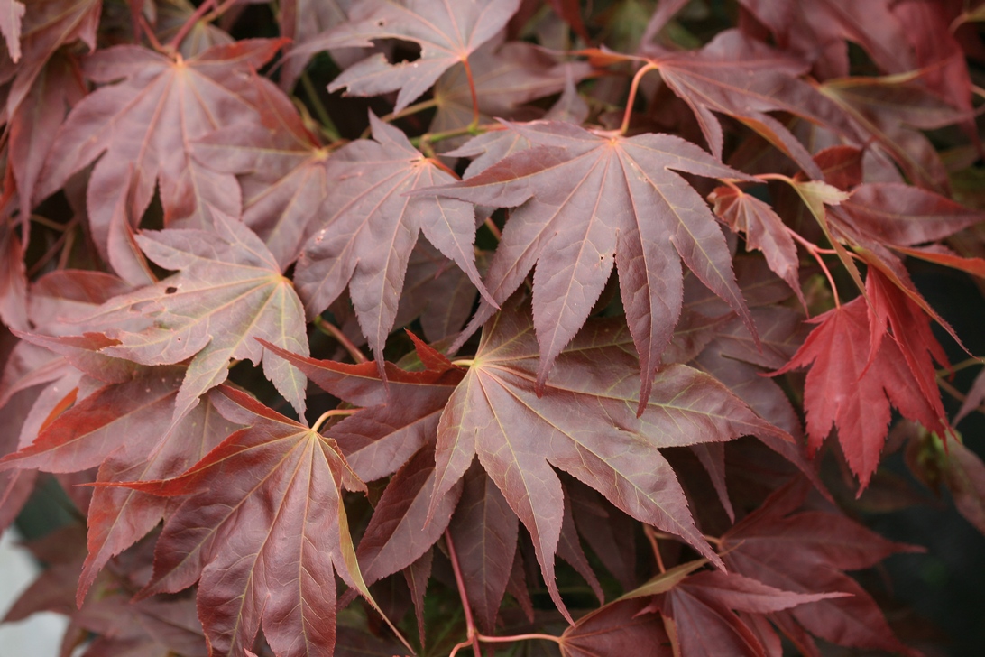 Acer palmatum 'Taimin nishiki'