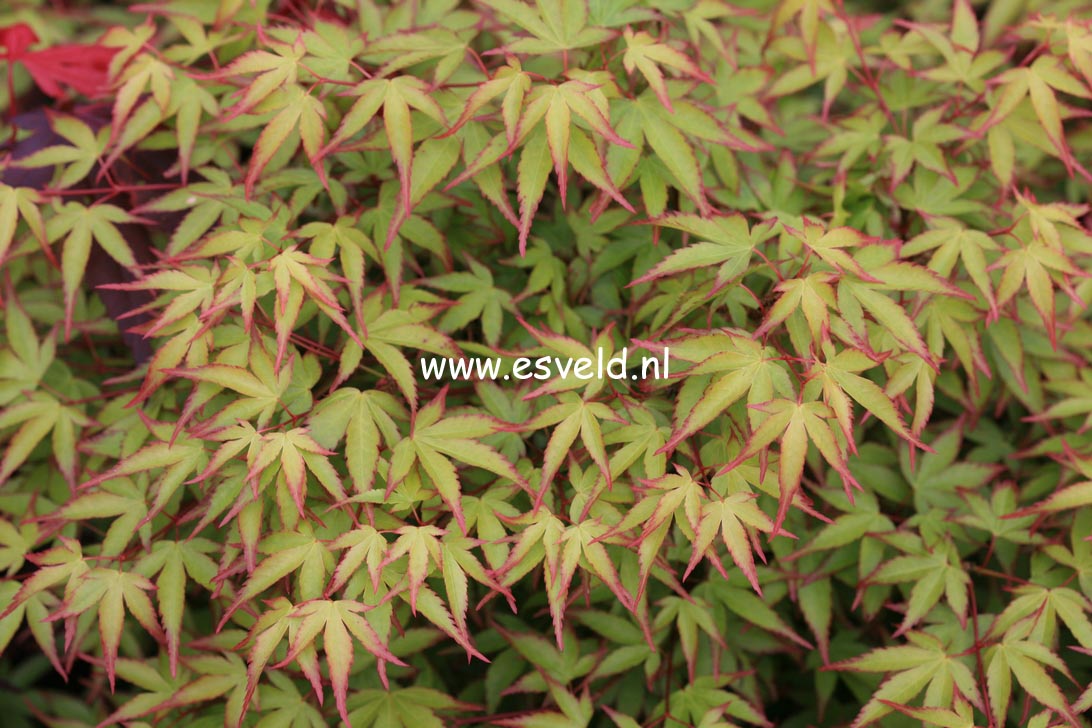 Acer palmatum 'Komachi hime'