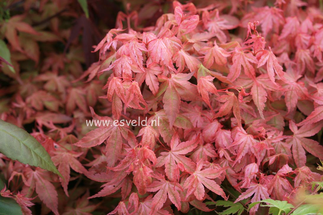 Acer palmatum 'Seigen'