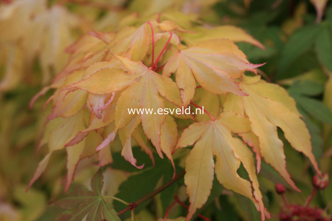 Acer palmatum 'Usu midori'