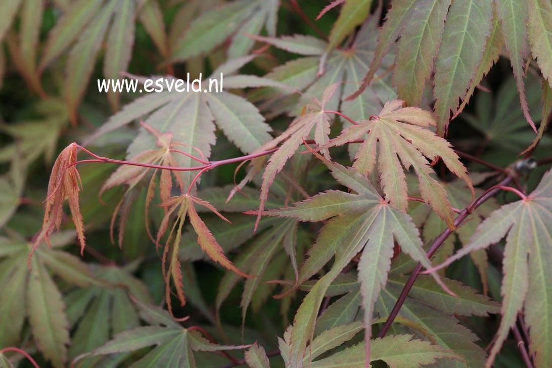 Acer palmatum 'Murasaki yama'