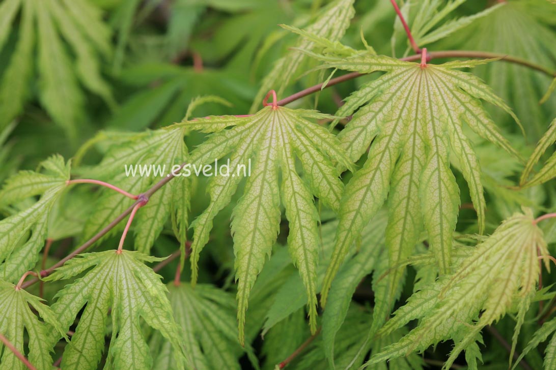 Acer palmatum 'Tiger Rose'