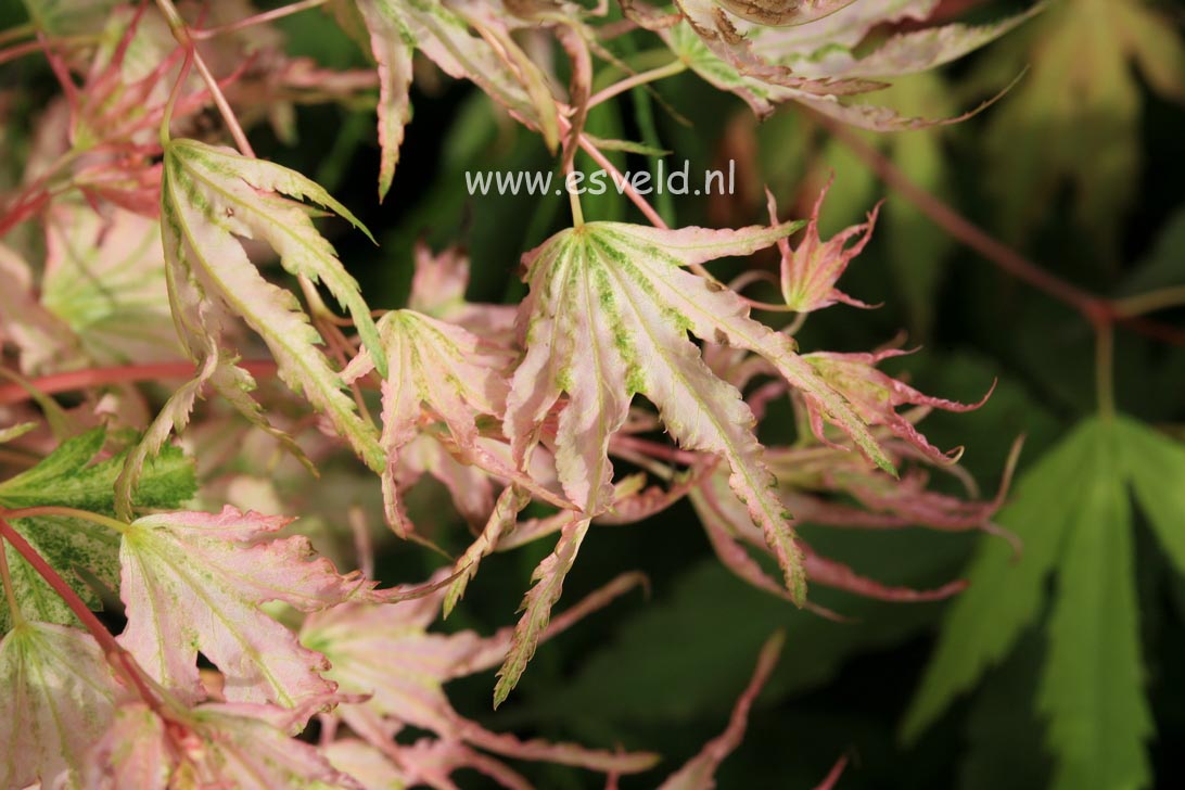 Acer palmatum 'Peve Multicolor'