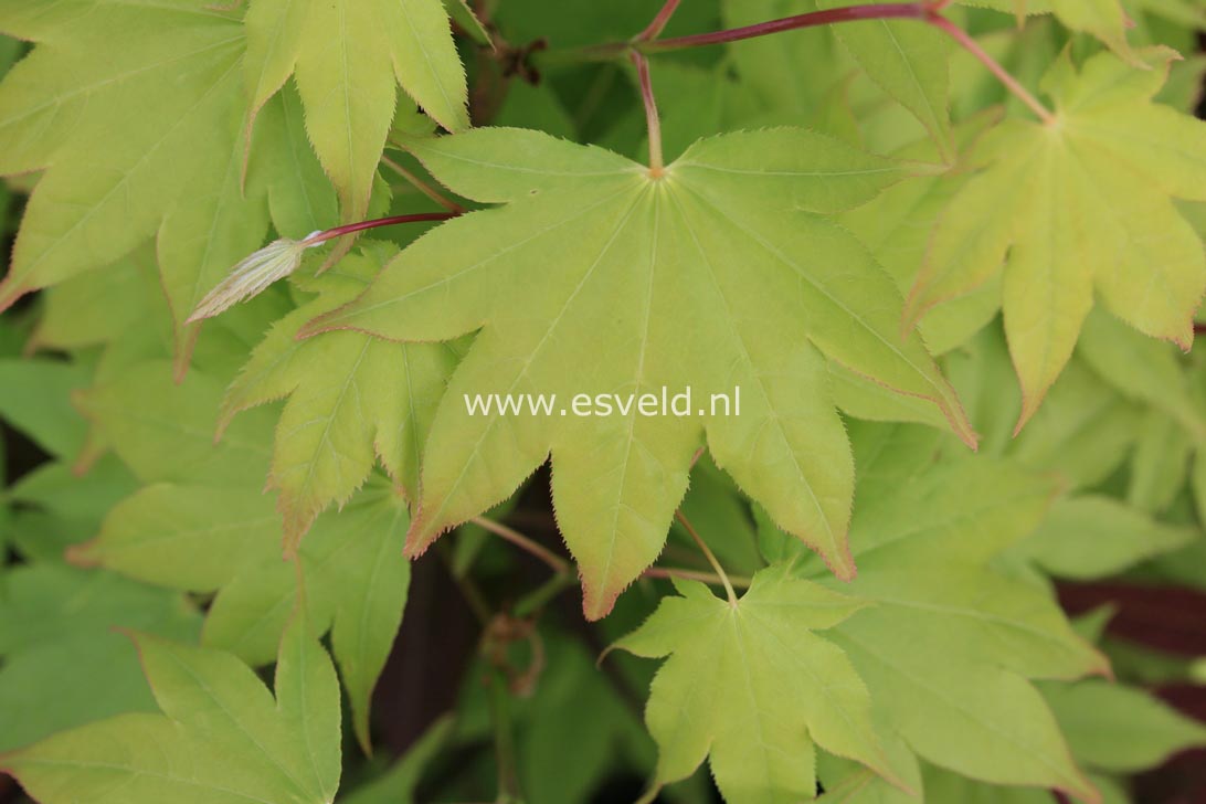 Acer palmatum 'Hohgyoku' Hort. non Japan