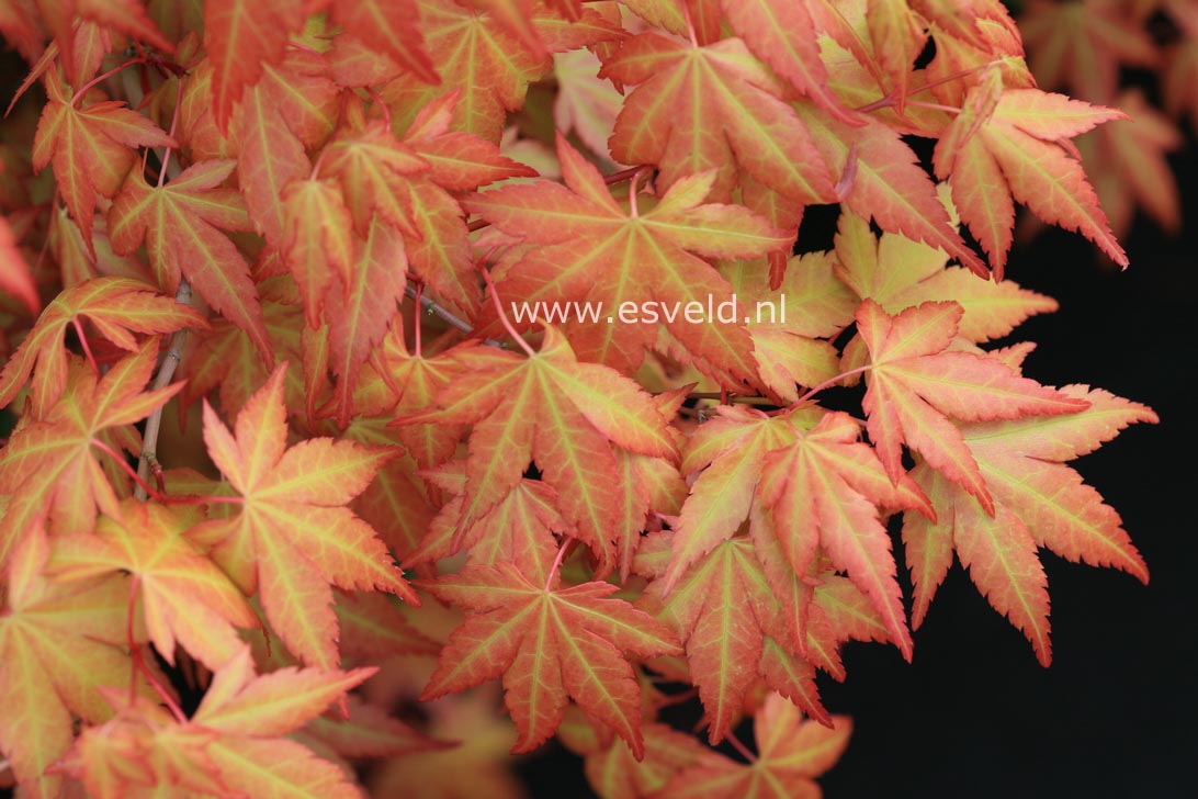 Acer palmatum 'Akane'