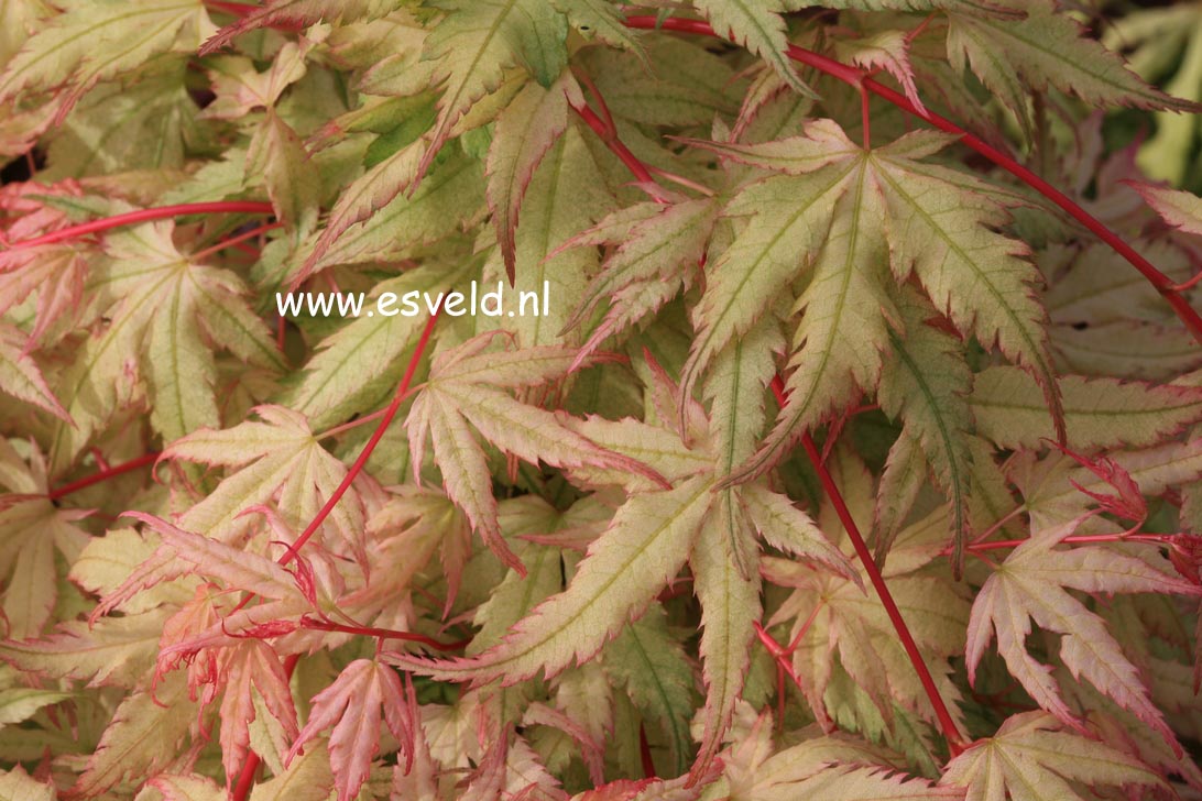 Acer palmatum 'Marakumo' (Hort. non Japan)