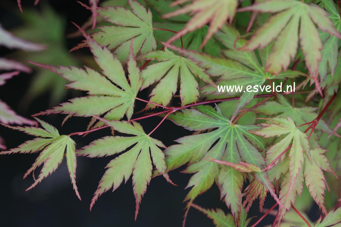 Acer palmatum 'Nogat'