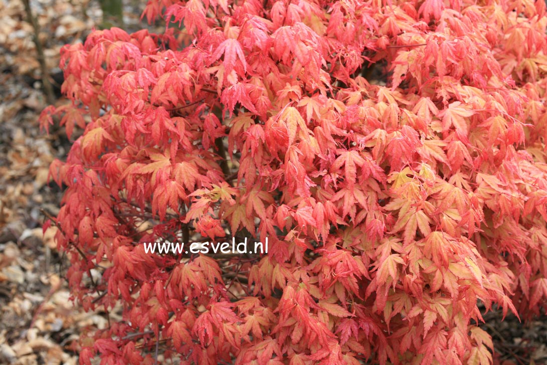 Acer palmatum 'Beni zuru'