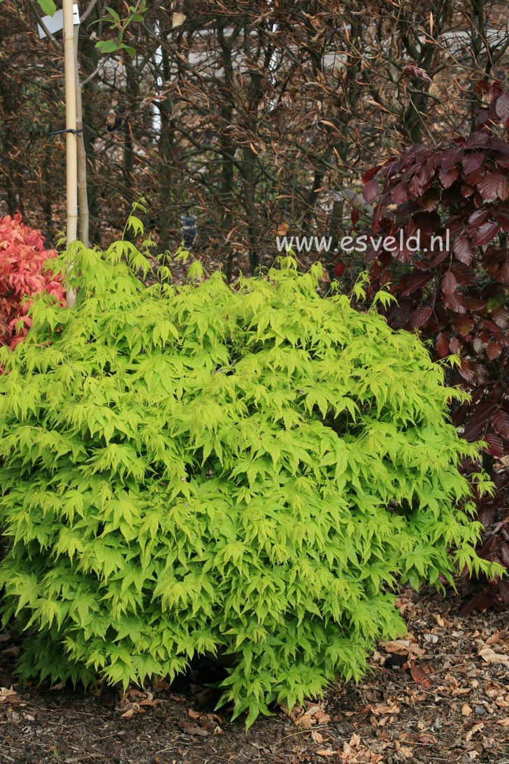 Acer palmatum 'Shidava Gold'