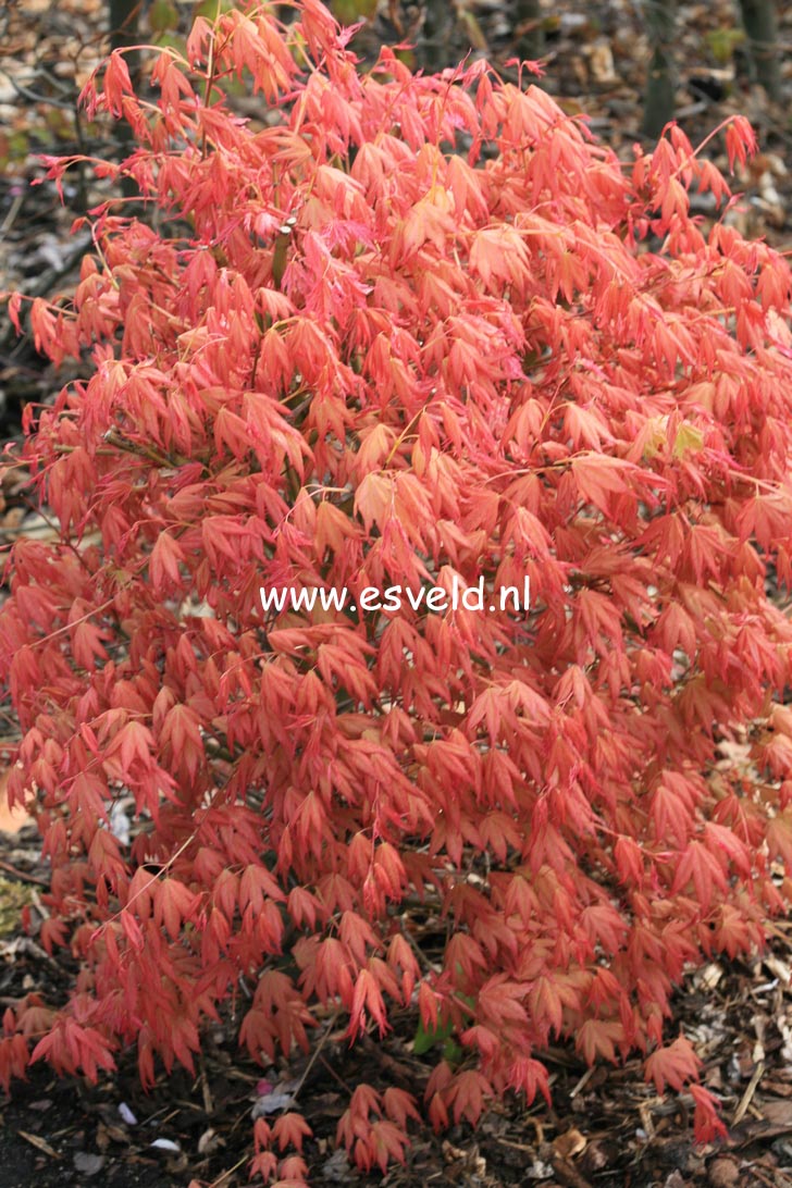 Acer palmatum 'Momoiro koyasan'