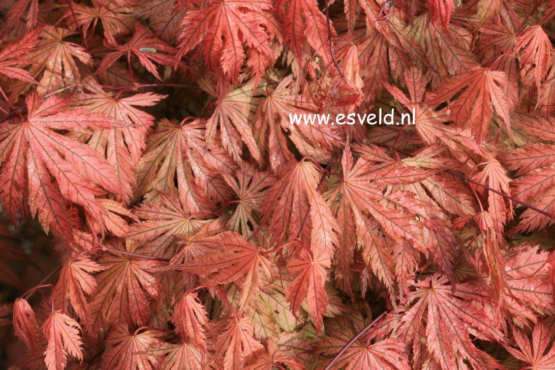 Acer palmatum 'Ariadne'