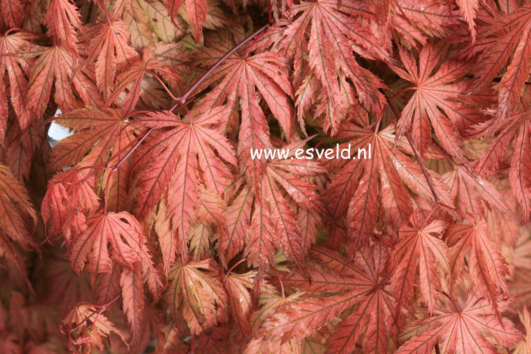 Acer palmatum 'Ariadne'