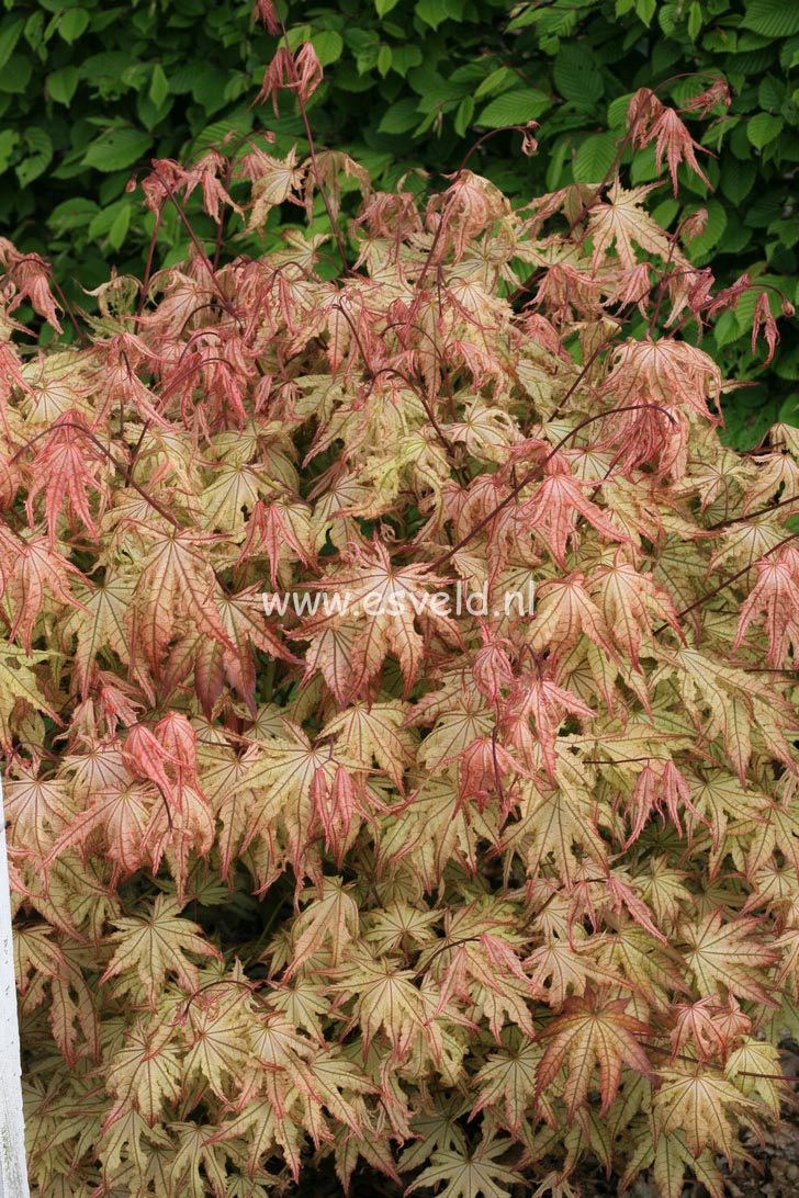 Acer palmatum 'Reticulatum Como'