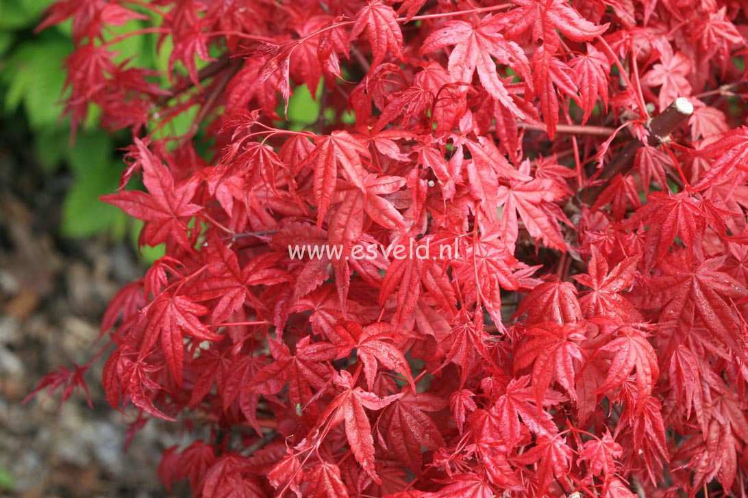 Acer palmatum 'Shin de shohjoh'