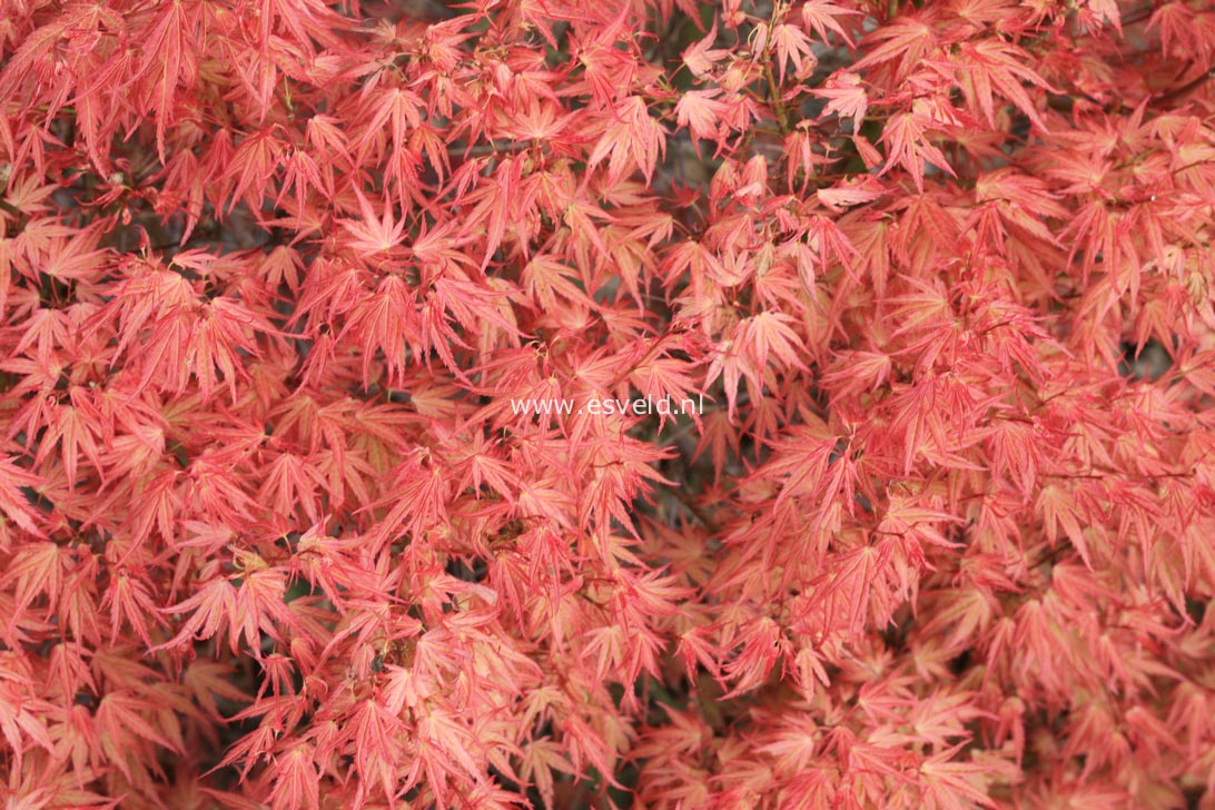 Acer palmatum 'Wilson's Pink Dwarf'