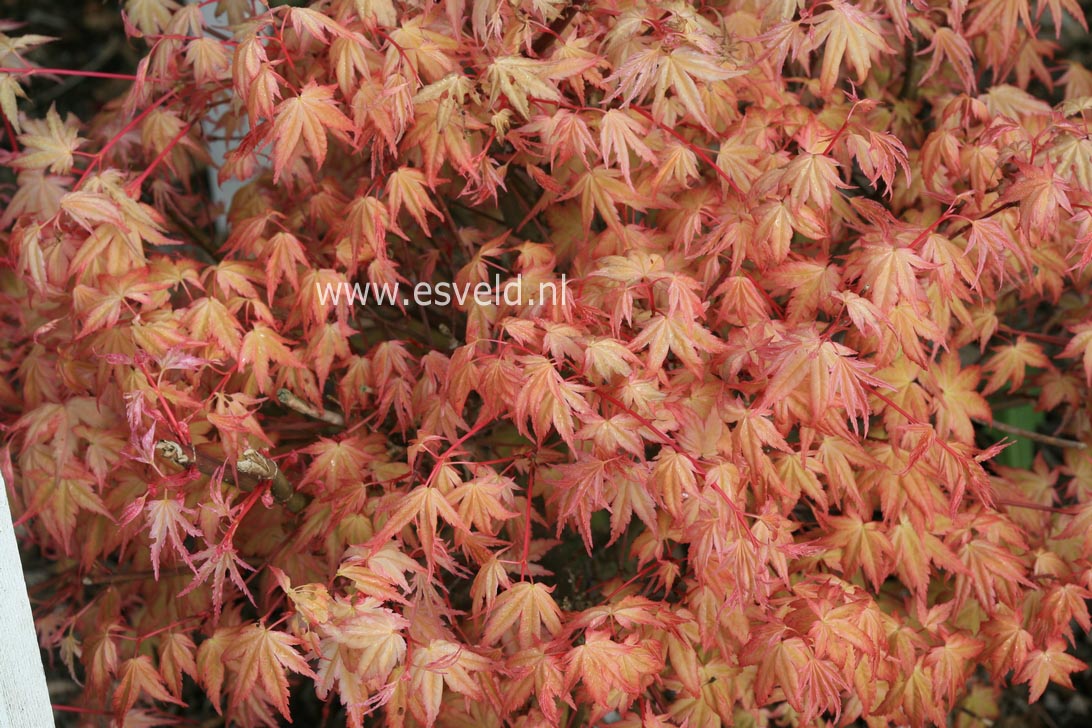 Acer palmatum 'Beni chidori'