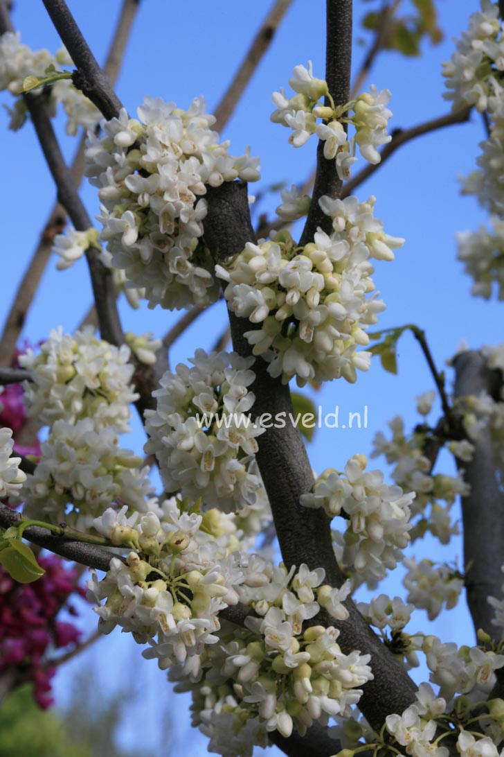 Cercis canadensis 'Texas White'