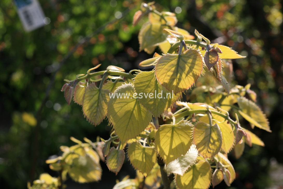 Tilia henryana