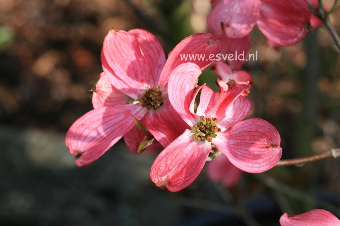 Cornus florida 'Rubra'