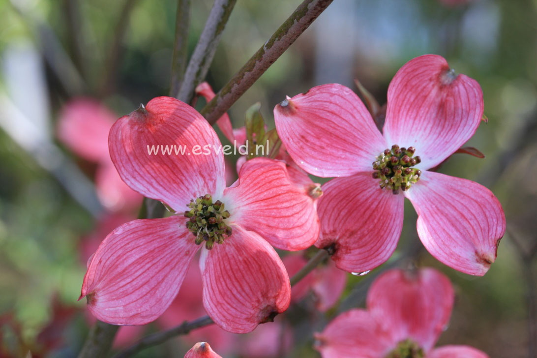 Cornus florida 'Rubra'