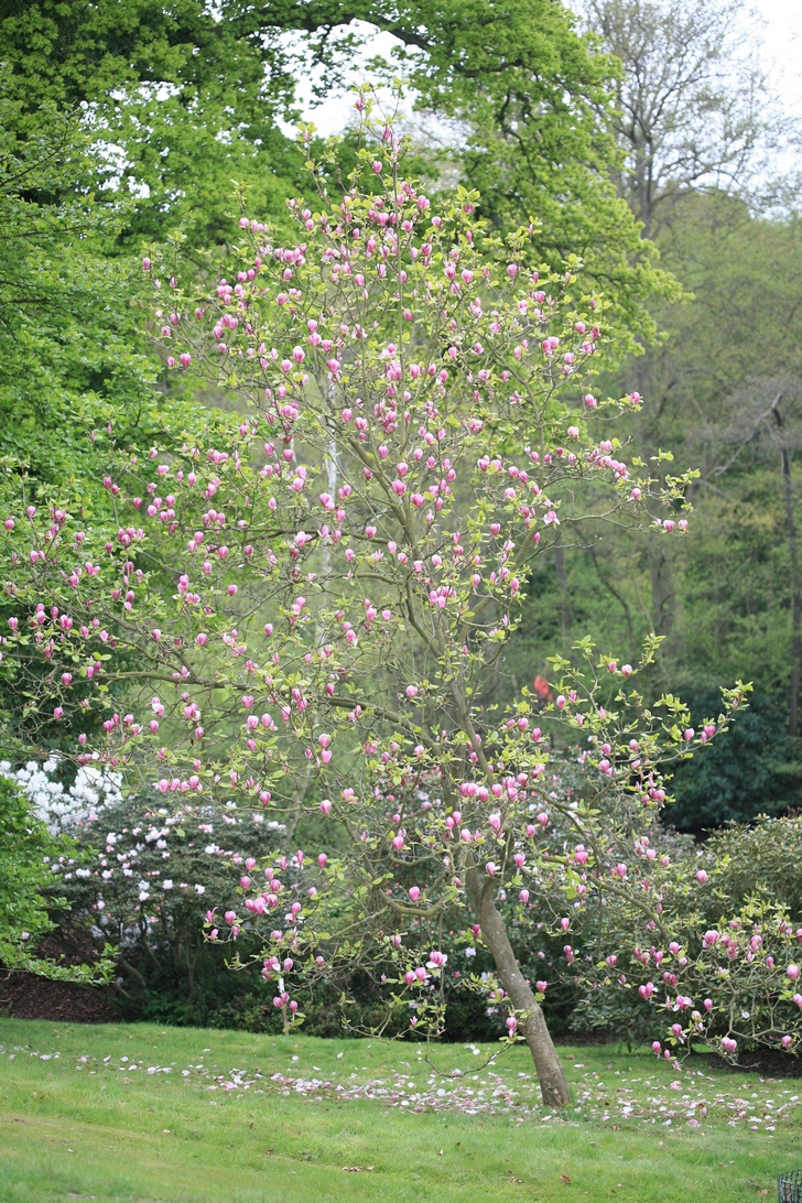 Magnolia 'Joe McDaniel'